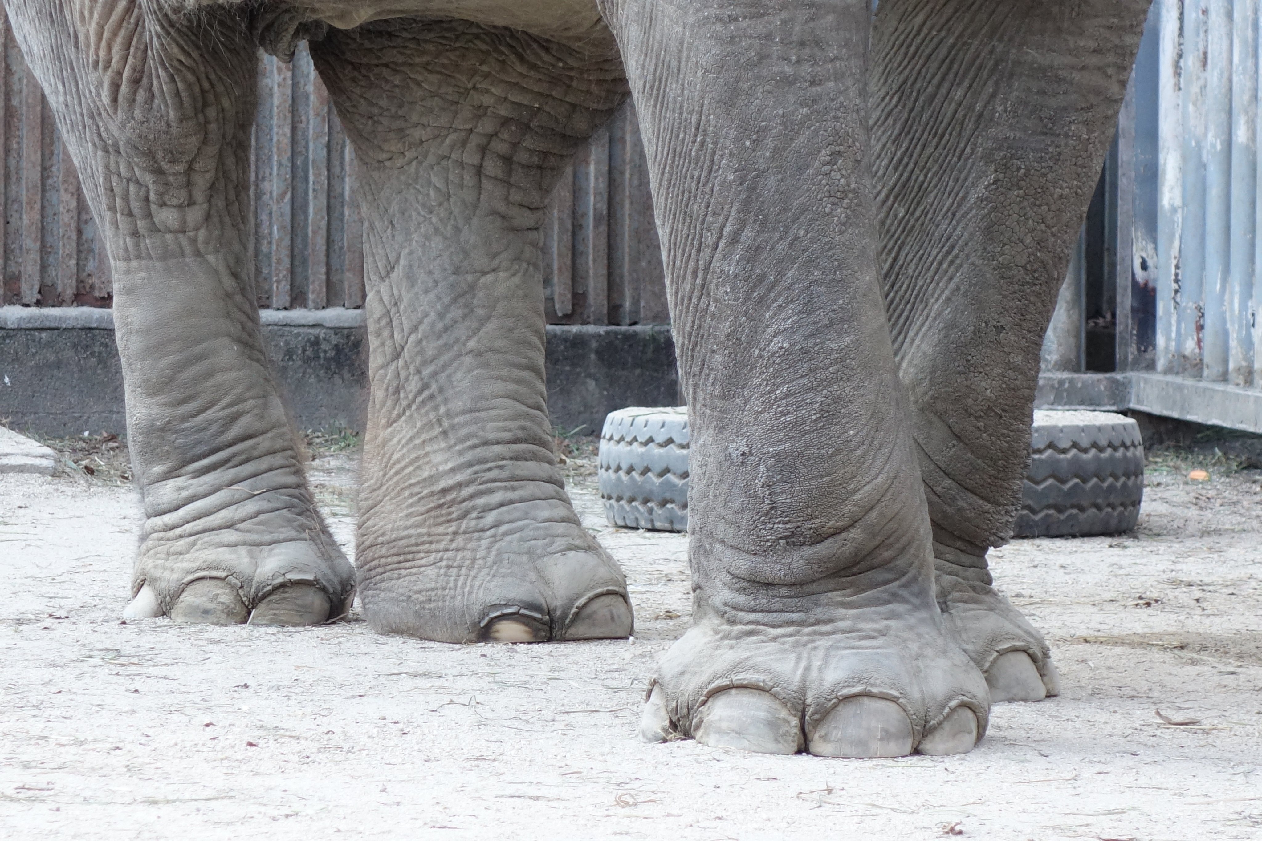 深草 Fukakusa ゾウ の足の裏は その体重を支えるために柔らかいクッションのようになっていて まっすぐで堅いコンクリートの上で暮らしていると 脚の皮膚は角質化し ひび割れたり化膿したりします 起伏のある柔らかい地面にする必要があります