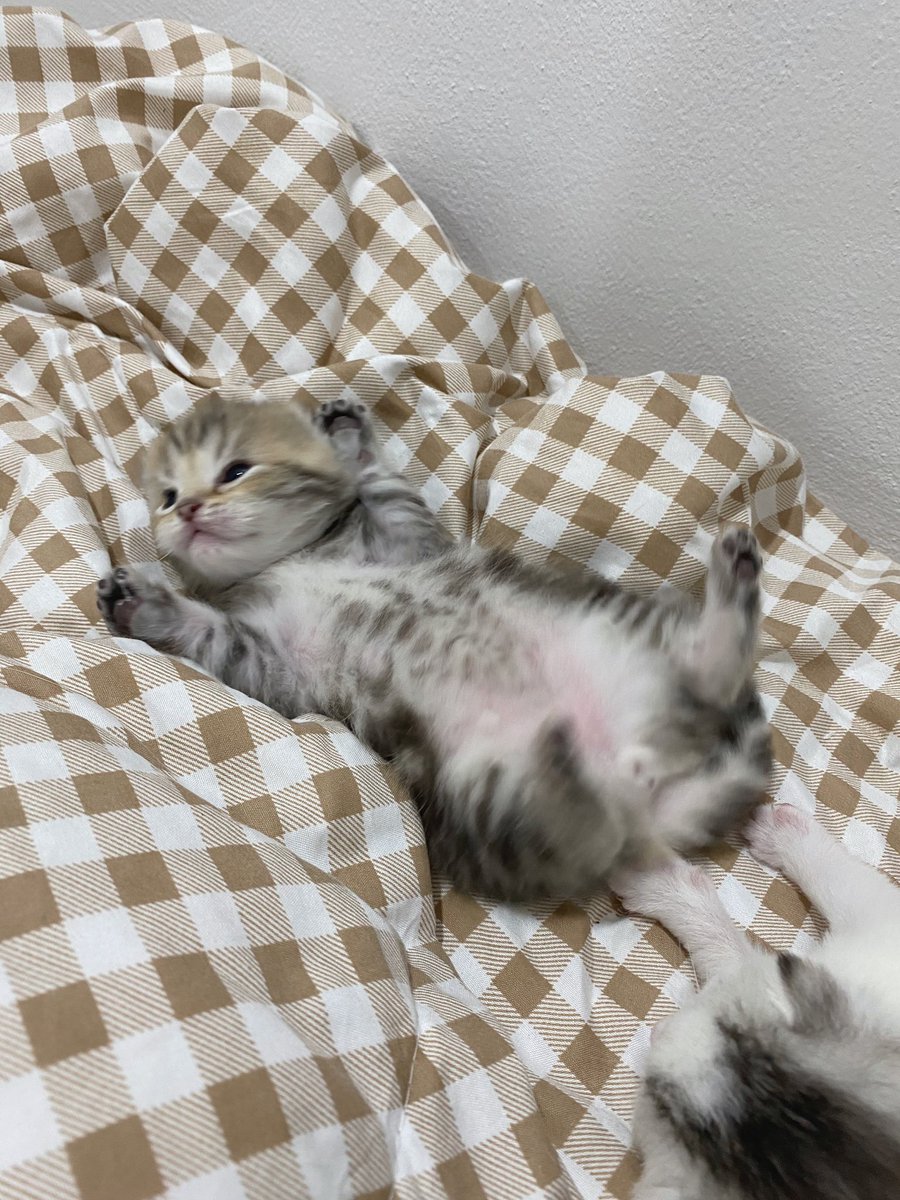 เกาพุงเลาหน่อยๆ