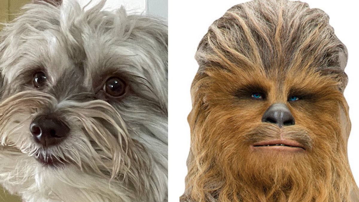 TheDroyd's tweet image. I call my canine, Lil Chewie