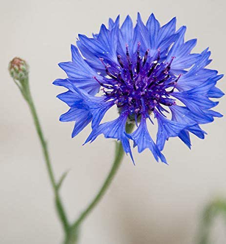 cornflower!