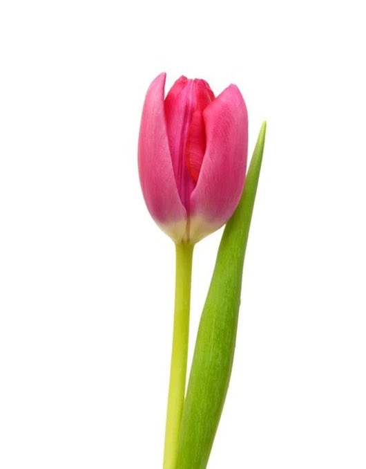 pink tulip!