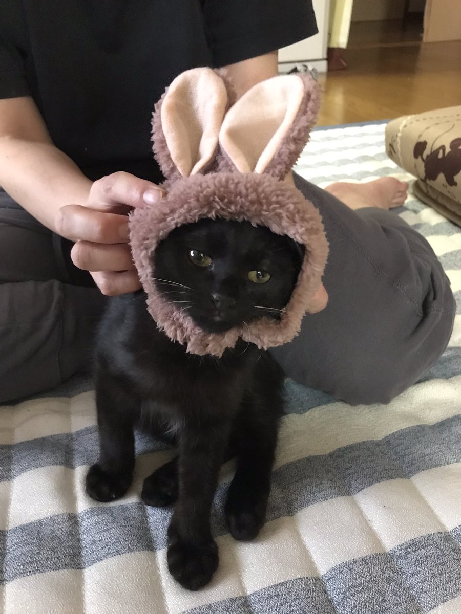 実家の猫元気 って聞いて送られてきた写真が愛おしいけど これはひどい やり切った感出しながら寝てる Togetter