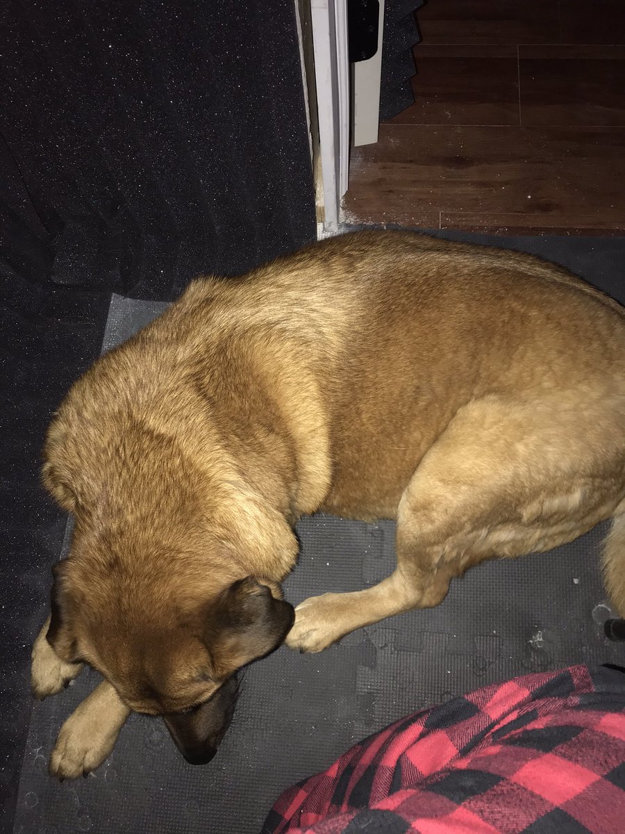 patrickcunactor's tweet photo. Trying to expose man’s best friend here to the studio, to be comfortable hanging out with me in it on a regular basis. #videoproduction, #MeetMotionSource, #explainervideos, #NatGeoWild https://t.co/hrrrDq921L