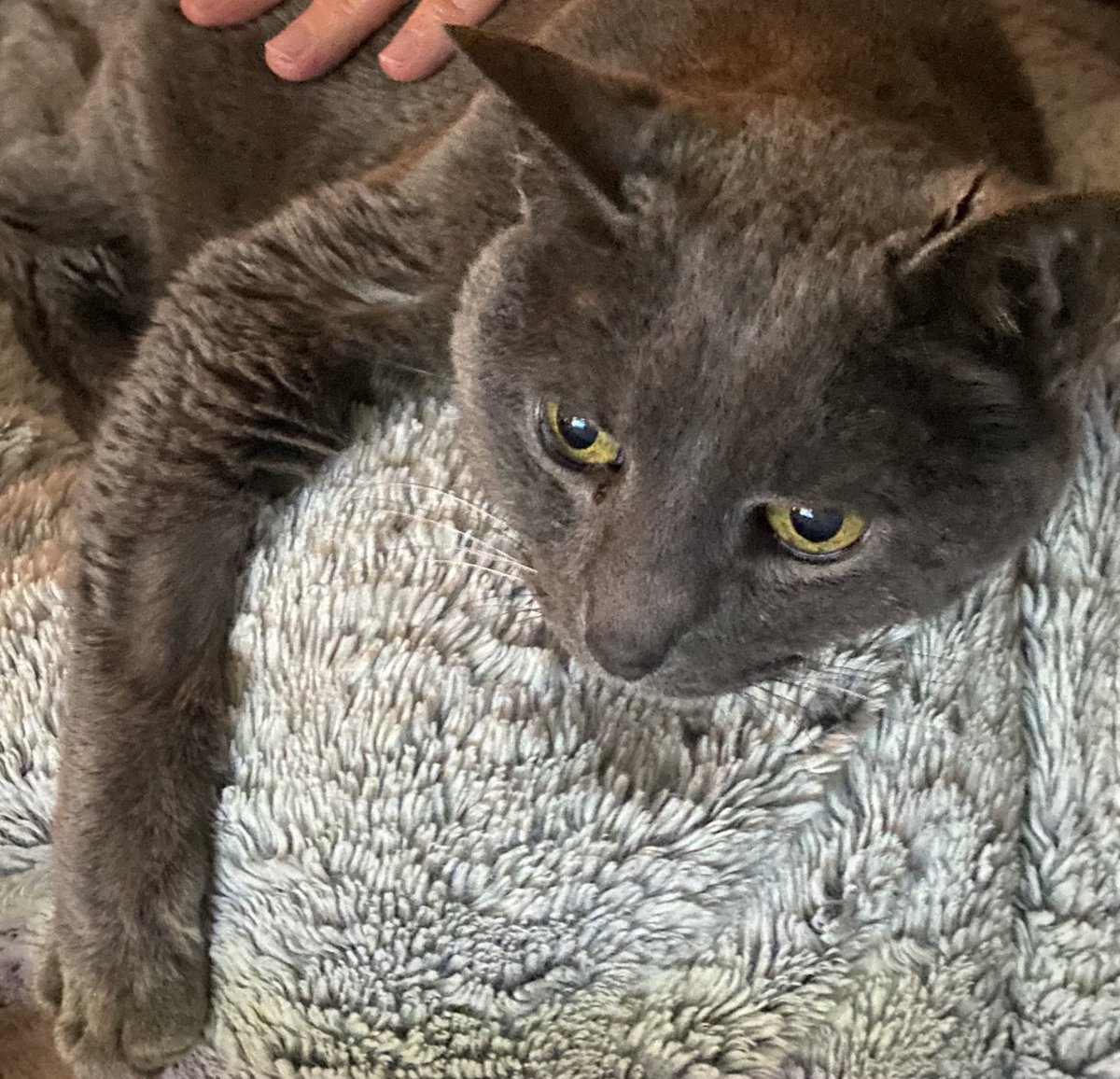 Krisbb's tweet photo. @Dani_Worth I think my cat is cheating on me. https://t.co/j8DxGXmzwx