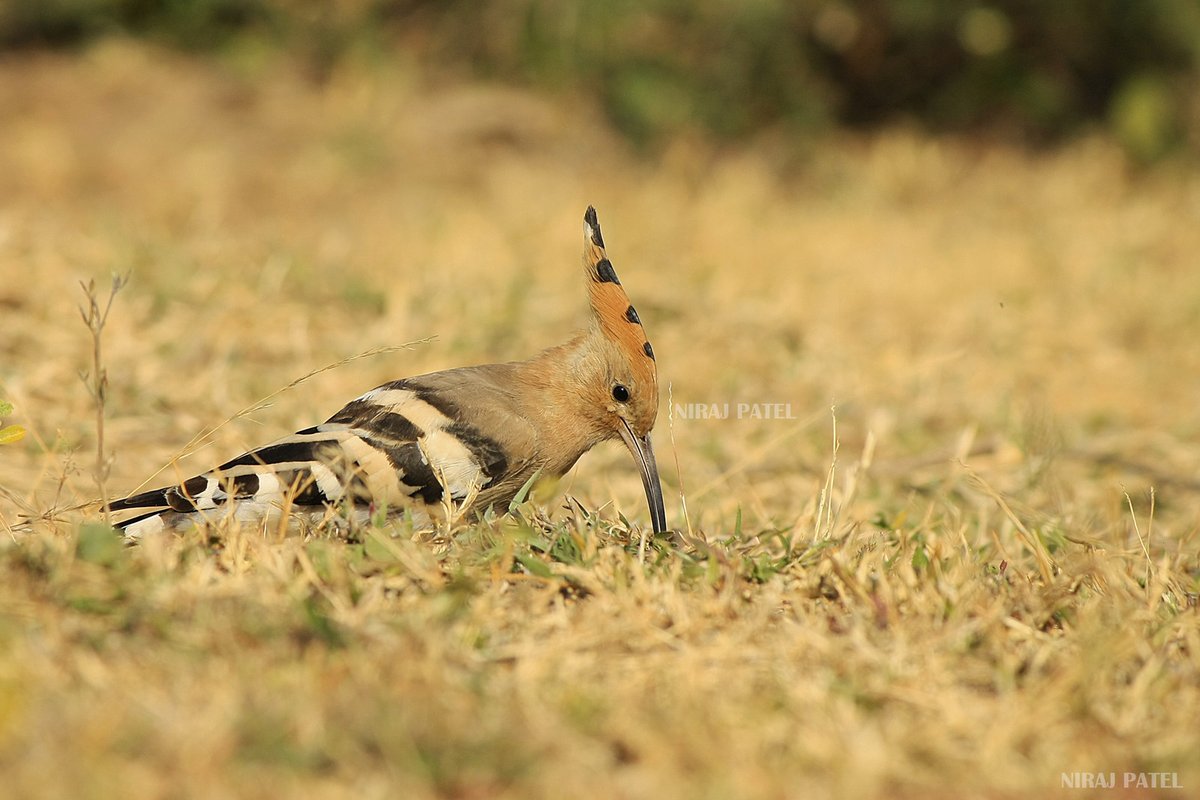np_photographer's tweet photo. Common Hoopoe https://t.co/6l3q5RICwX birds of gujarat #commonhoopoebird #factsabouthoopoebird #birdsofgujarat #birdsofthollake #birding #birdphotography #birdwatching #thollakebirds https://t.co/xYdUbM1i9f