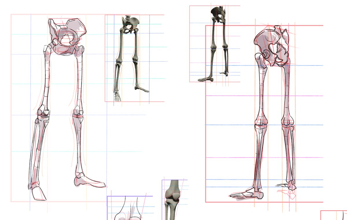 hi look here's r some pelvises + leg bones i drew for anatomy class wowowowow 