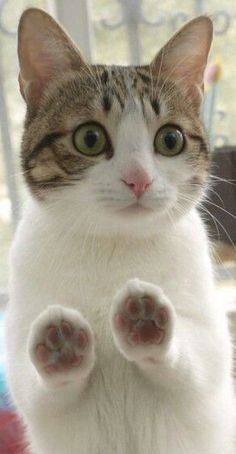 almost all photos of cats i have saved on my phone a thread