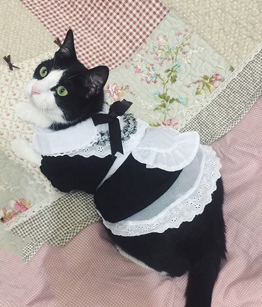 almost all photos of cats i have saved on my phone a thread