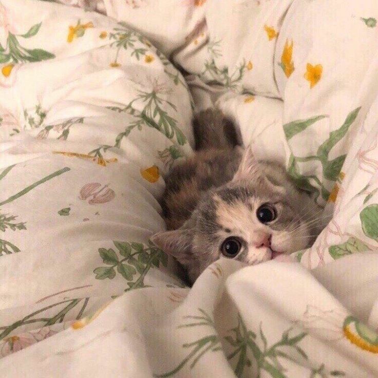 almost all photos of cats i have saved on my phone a thread