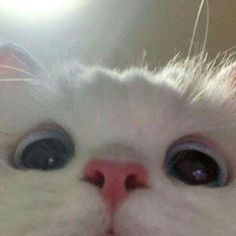 almost all photos of cats i have saved on my phone a thread