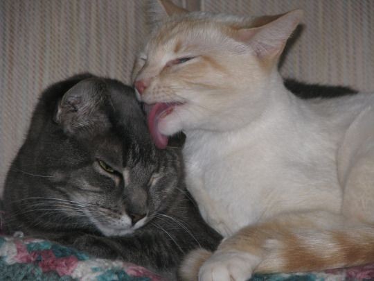 almost all photos of cats i have saved on my phone a thread