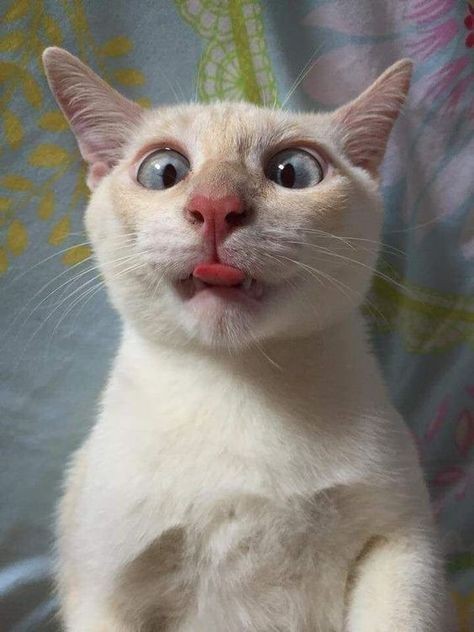 almost all photos of cats i have saved on my phone a thread