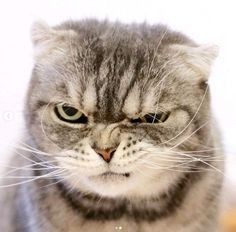 almost all photos of cats i have saved on my phone a thread