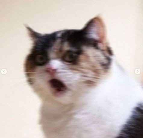 almost all photos of cats i have saved on my phone a thread