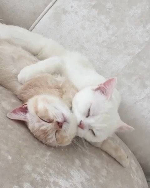 almost all photos of cats i have saved on my phone a thread