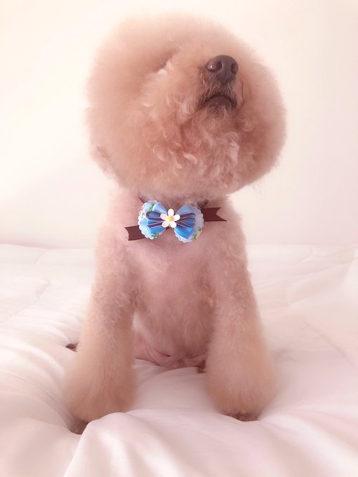 ちょっとアフロ小さくなったけど、可愛いからいい😁 リボンつけてもらってた😆 https://t.co/AJI8pjZbOT