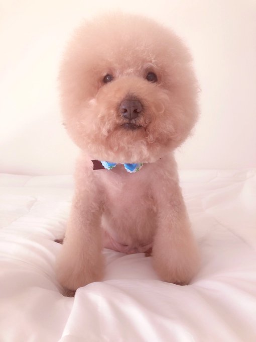 ちょっとアフロ小さくなったけど、可愛いからいい😁 リボンつけてもらってた😆 https://t.co/AJI8pjZbOT