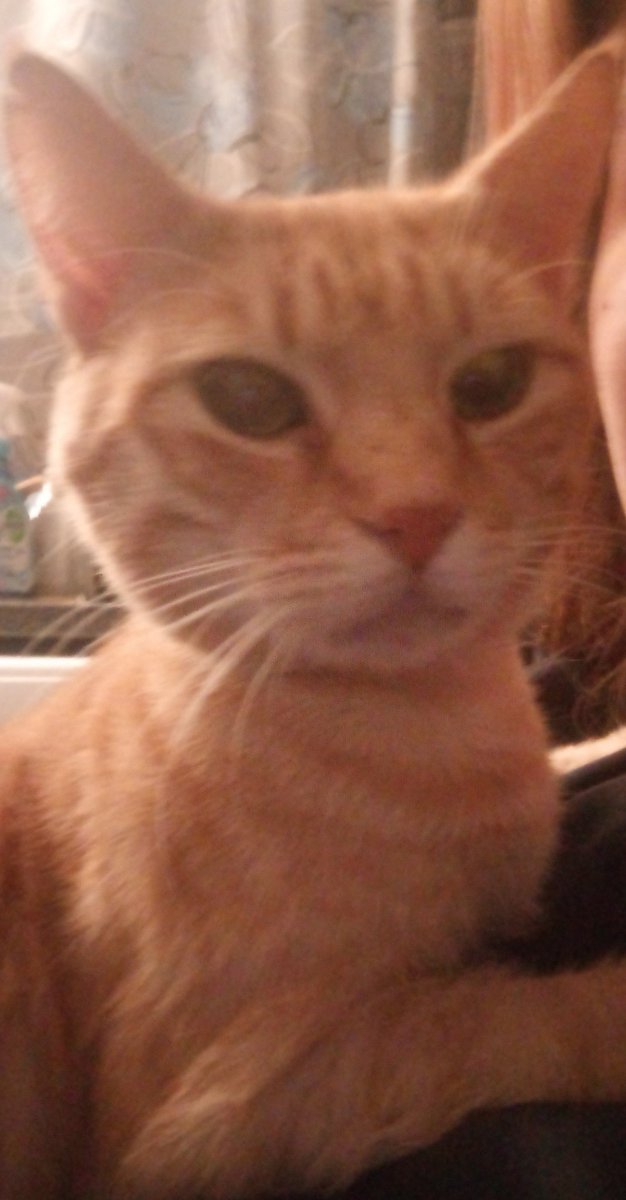 almost all photos of cats i have saved on my phone a thread