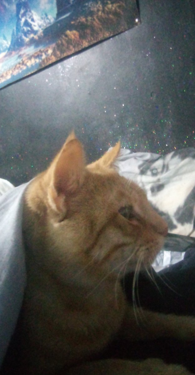 moving onto photos of my cat