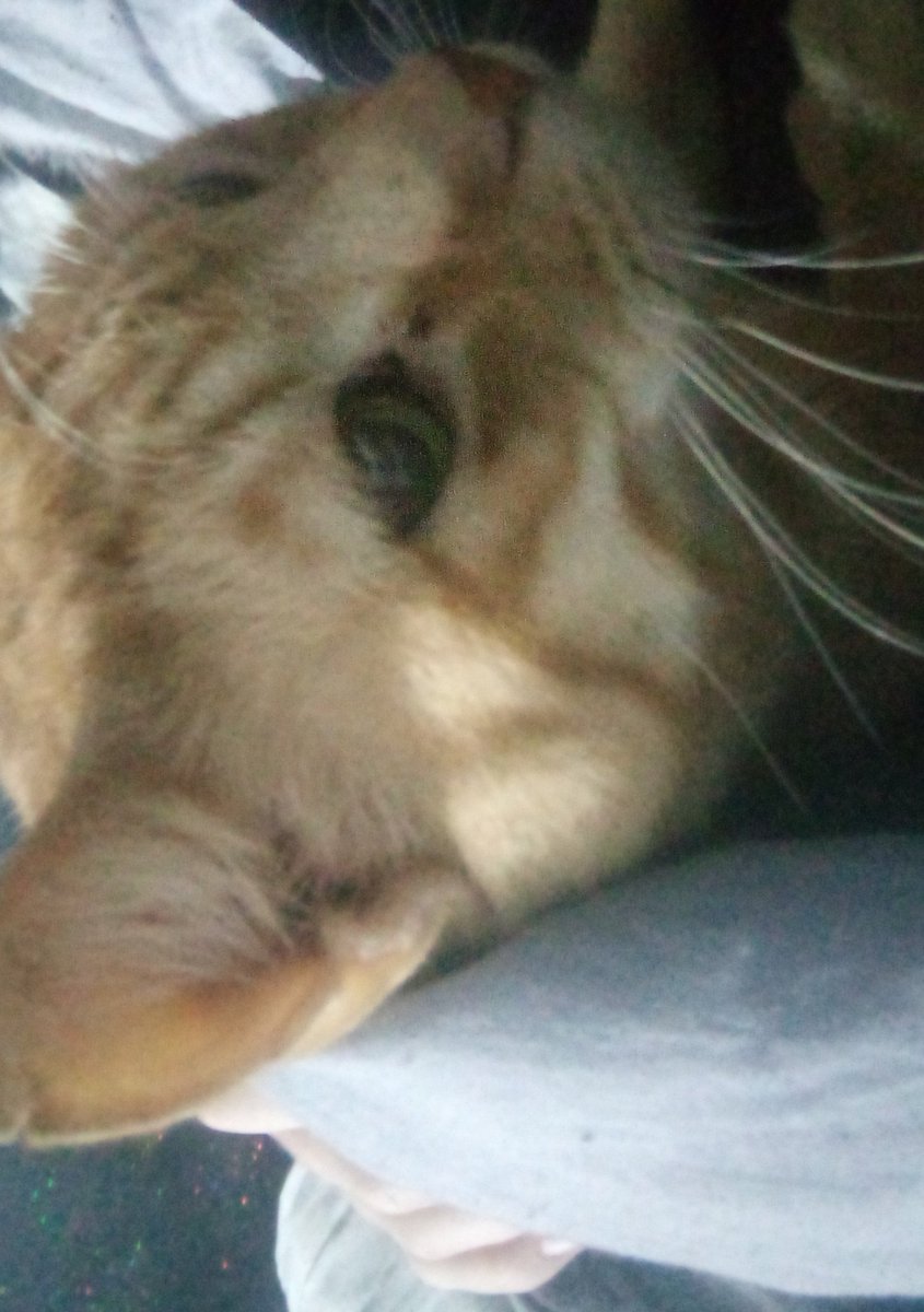 moving onto photos of my cat