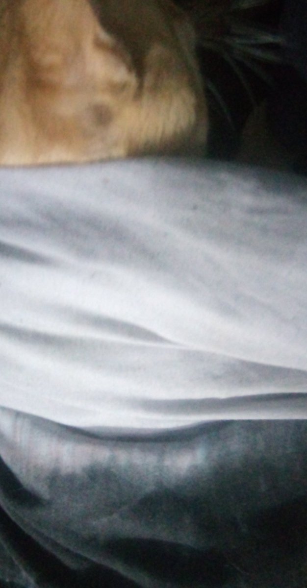 moving onto photos of my cat