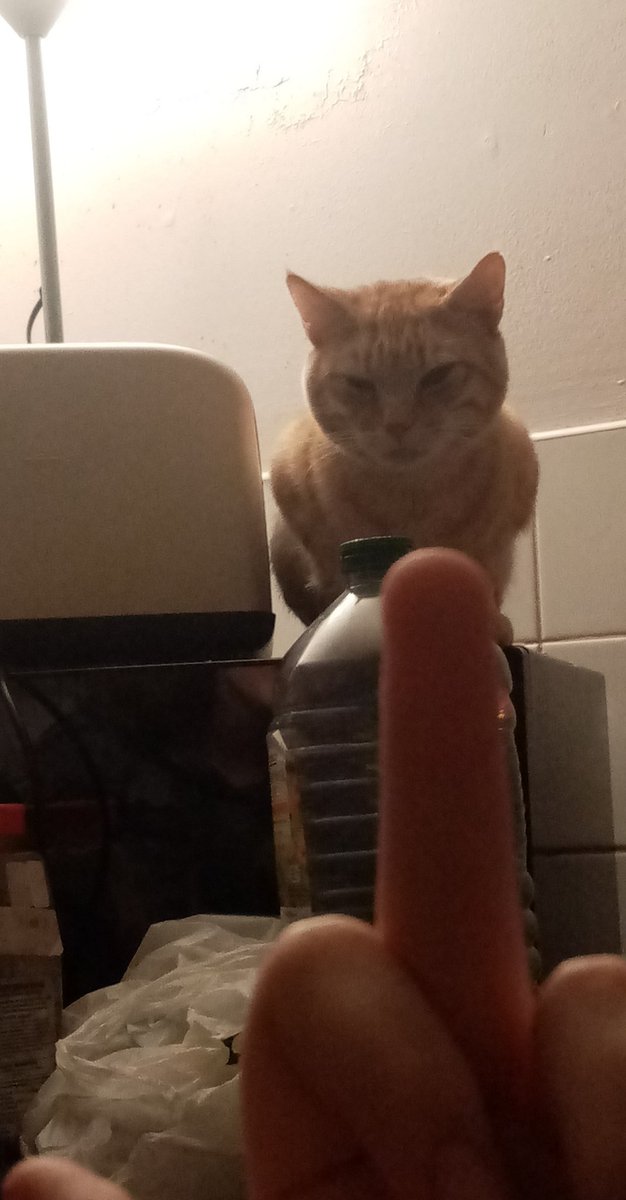 moving onto photos of my cat