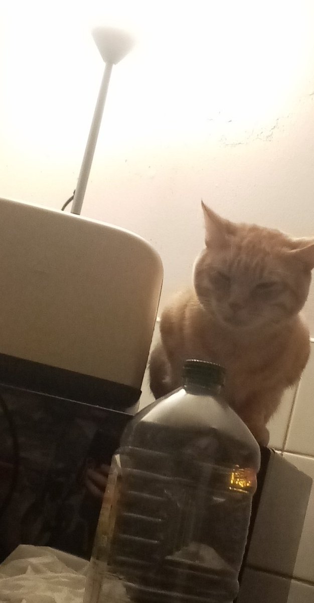 moving onto photos of my cat