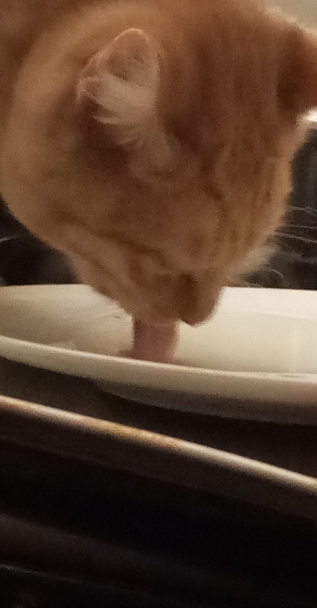 moving onto photos of my cat