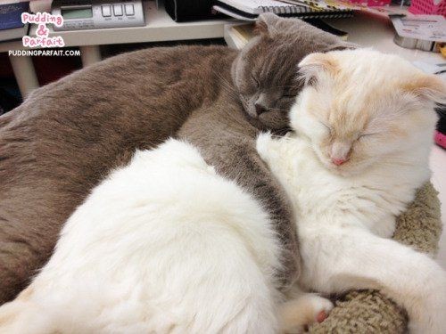 almost all photos of cats i have saved on my phone a thread