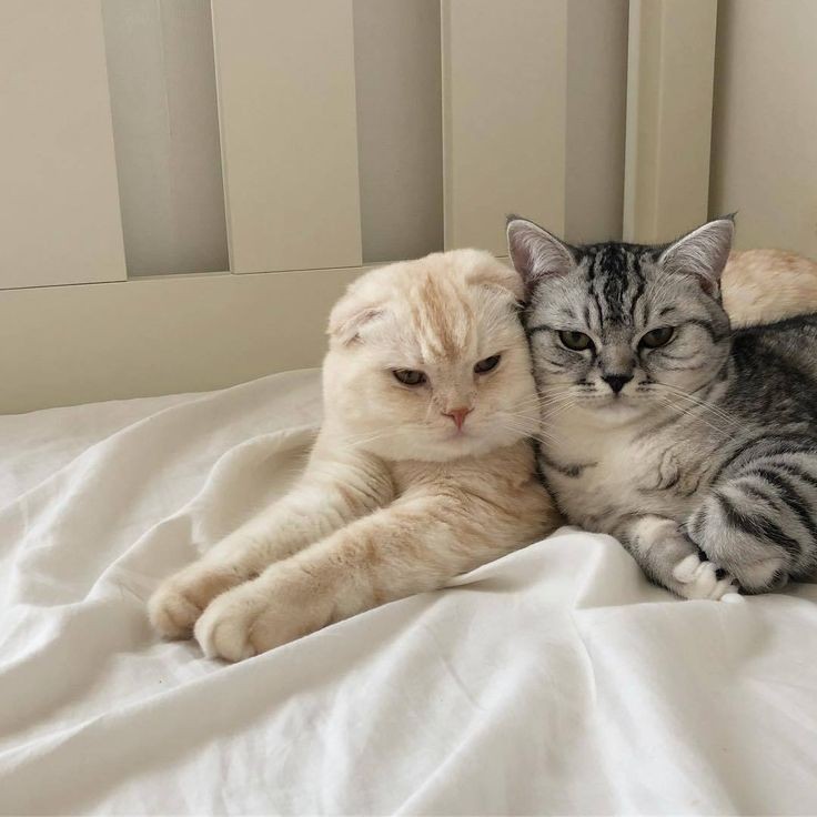 almost all photos of cats i have saved on my phone a thread