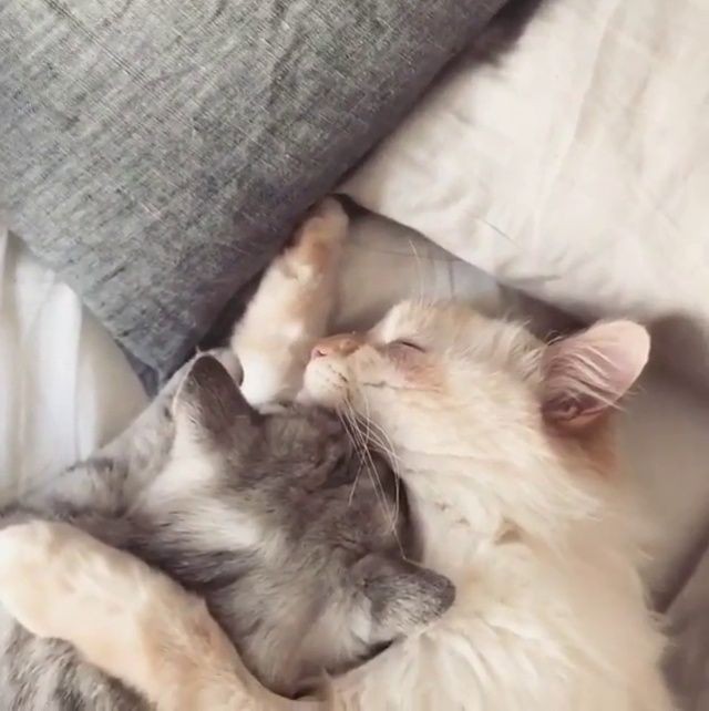 almost all photos of cats i have saved on my phone a thread