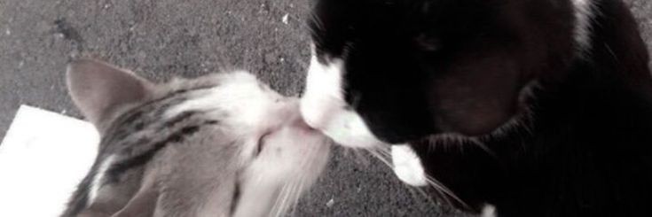 almost all photos of cats i have saved on my phone a thread