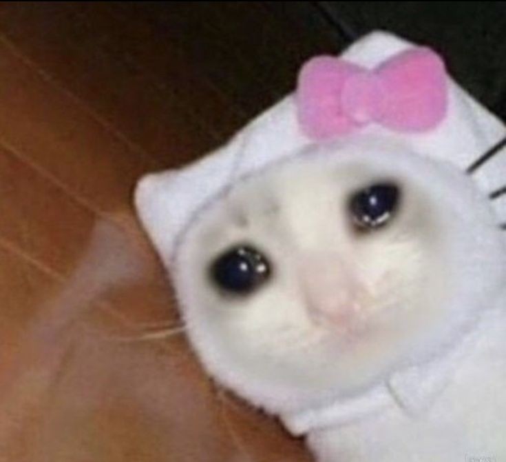 almost all photos of cats i have saved on my phone a thread