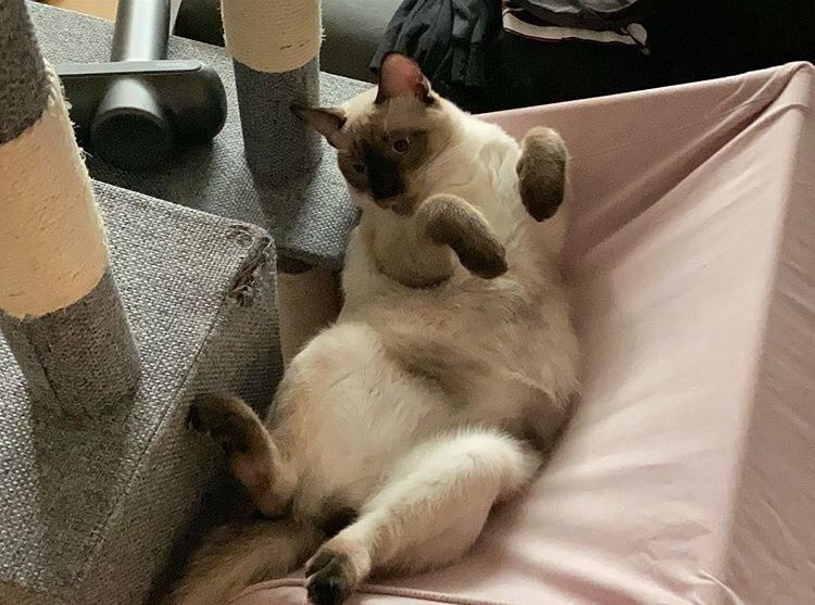 วิเชียรเหมียว                วิเชียรหมา