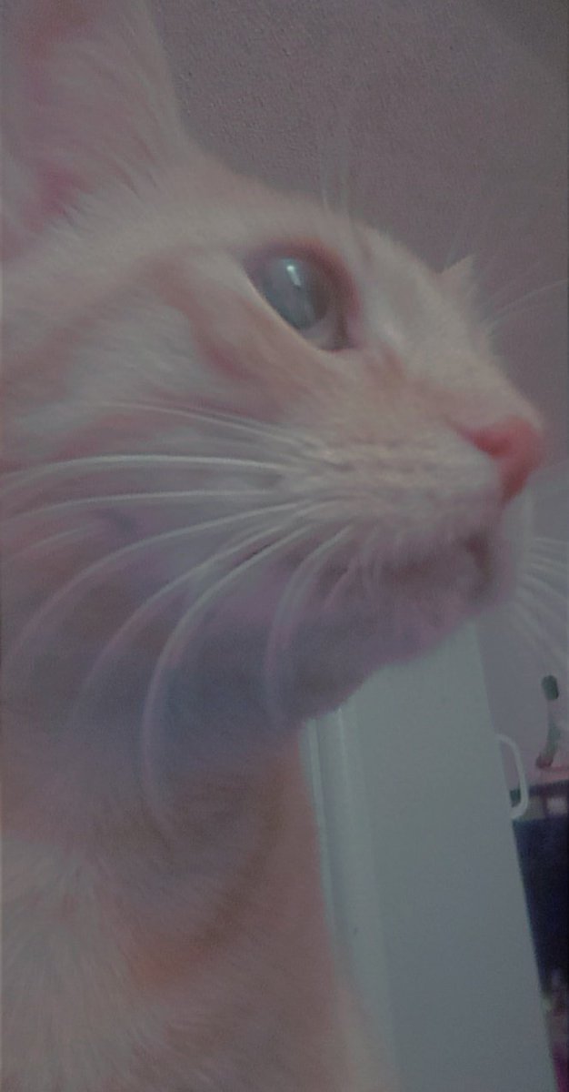 moving onto photos of my cat