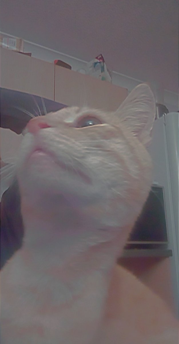 moving onto photos of my cat