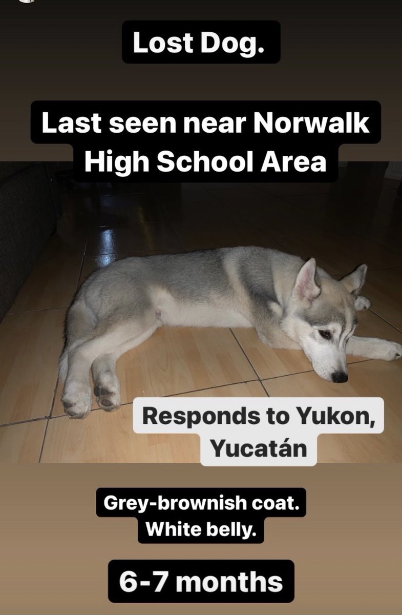 obama_dany's tweet photo. A simple retweet could reunite us with Yukon https://t.co/GbWqSH96BW