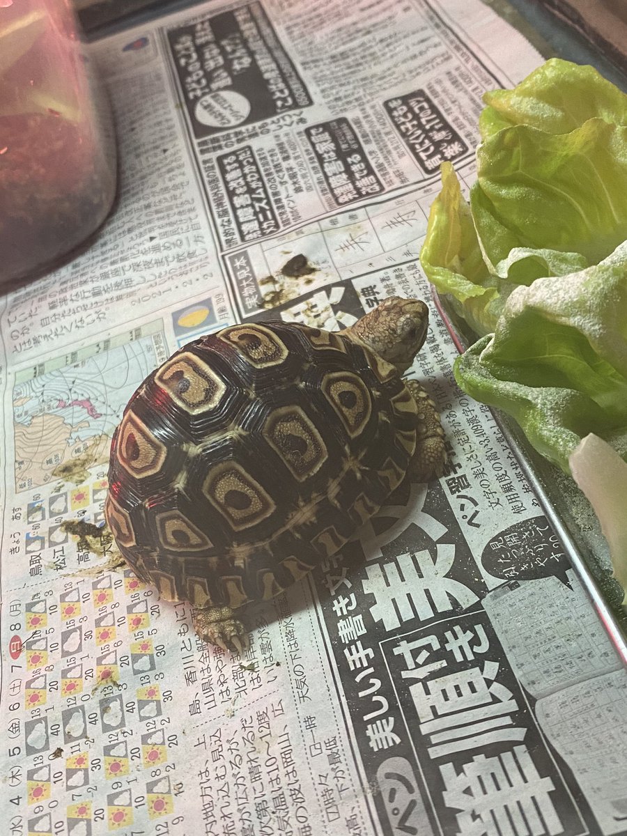 Kame Douraku 600ルームr ヒョウモンガメroom 朝食にボストンレタス スペフー とマズリ レプカルフード グロウス がフードに 新亀さんが野菜に リクガメ ヒョウモンガメ Tortoise Pardalis