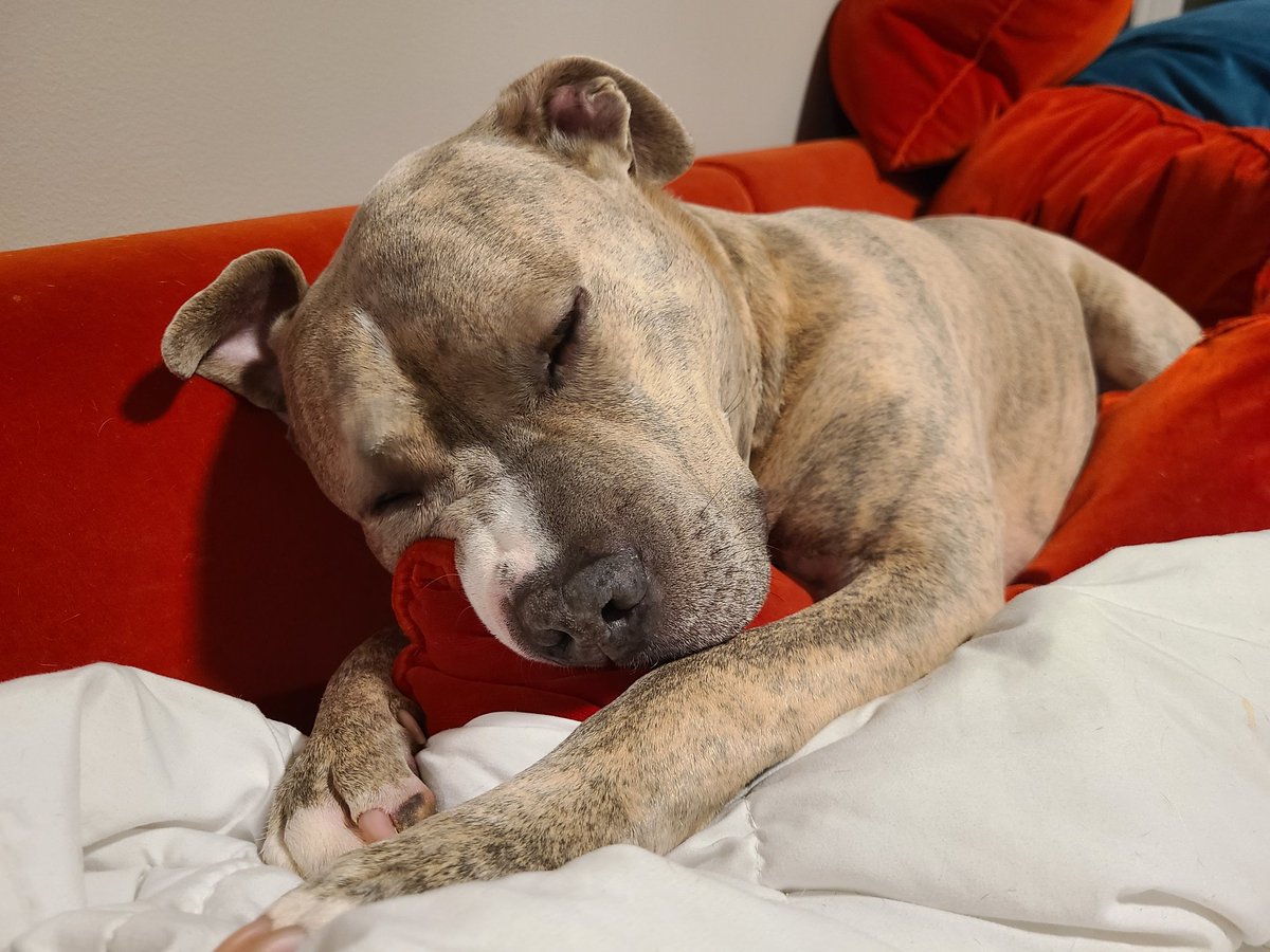 Samantha McCarroll tweet media