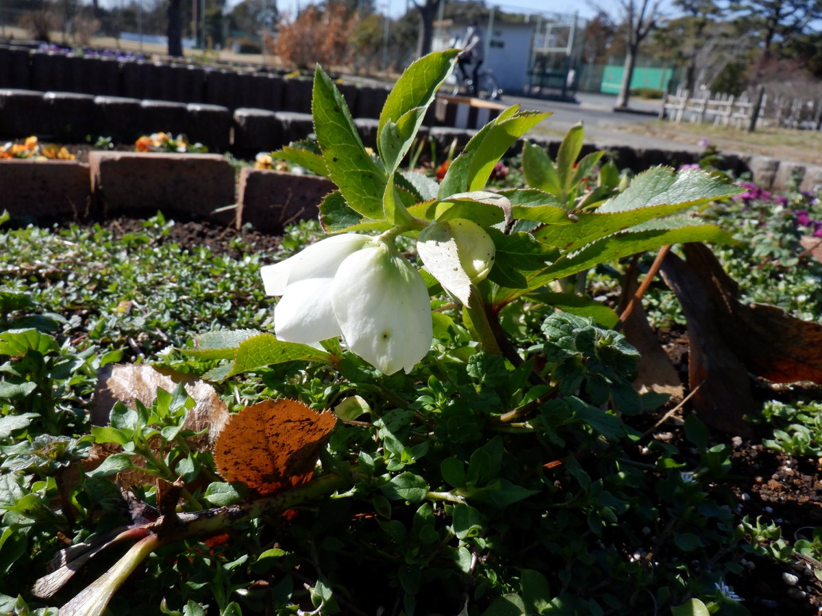 都立篠崎公園 サービスセンター前の花壇で クリスマスローズが咲いています このクリスマスローズは 秋に17号地から移植したものです しっかり根付いて 元気に花を咲かせています クリスマスローズ 篠崎公園