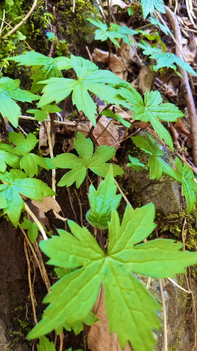 B B シドケ トリカブト トリカブト シシウドかウド ですかね 白い花咲いてないとニリンソウ とみなしきれない 怖い