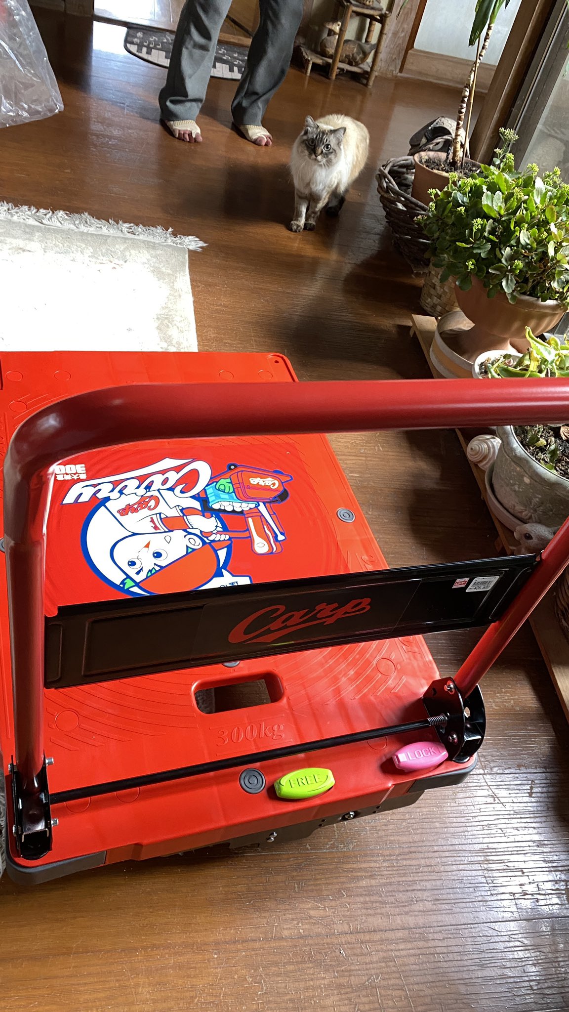 バリバリ運ぼうや カープ台車 新品 | www.victoriartilloedm.com