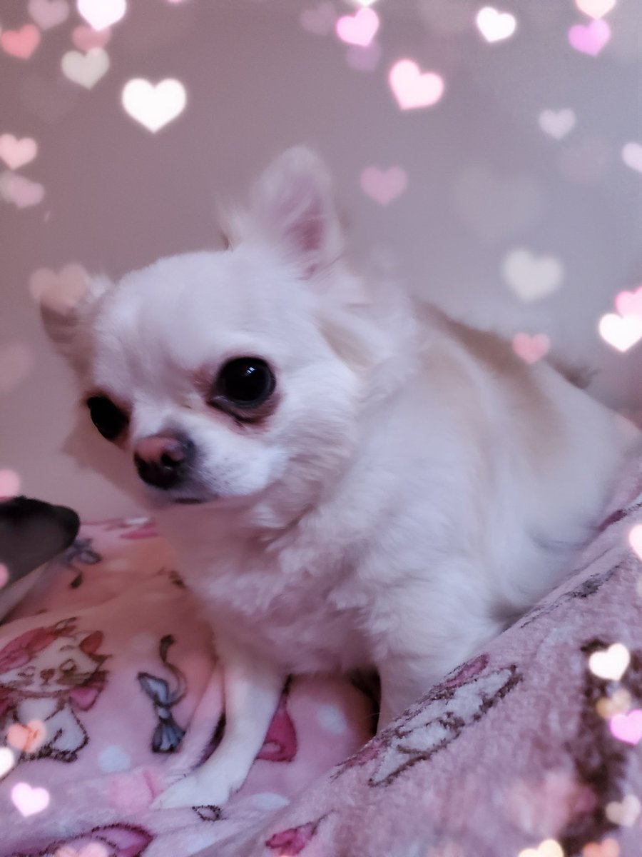 でいたん Shino Nao1224 Twitter