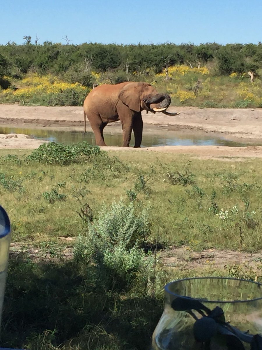 Addo Elephant Park is must visit when you in Port Elizabeth. #nelsonmandelabaytourism, #addo, #safaricom #Safari