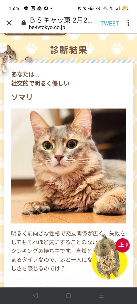 キャッ 東 bs まさに“猫まみれ”の455分！朝から晩まで猫番組で攻めたBSテレ東 猫の日に何が起きていたか