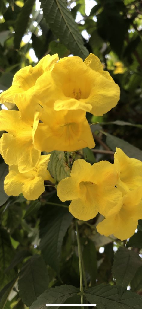 TirthJeevan's tweet photo. बसंत पंचमी व सरस्वती पूजा की शुभकामनाएँ । 
@vidyarthee @madhavi_RaGa @VineetPunia https://t.co/qeYTSmgFR0