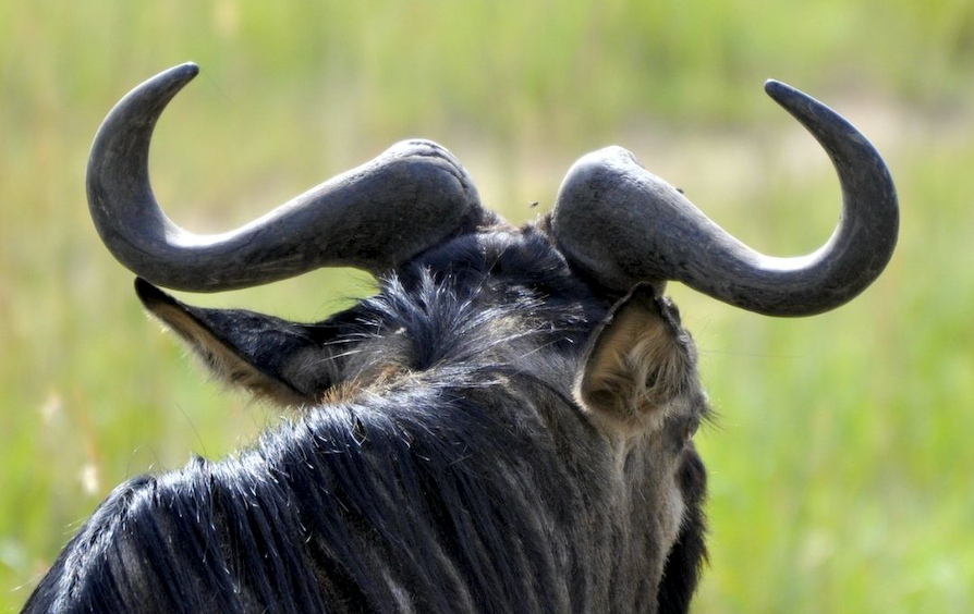 MetamoTravel's tweet photo. Grab life by the horns and do something you've always dreamed of like an authentic and luxurious African safari!

Our travel experts will work directly with you to design a unique itinerary that ensures you get the most out of your African excursion. 

#liveyourgreatstory #travel https://t.co/G6ugLE2YJU