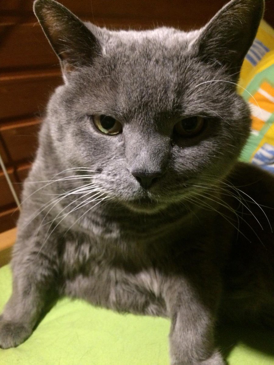 s_tytti's tweet photo. @honestlywhut @officerdaddo Good morning j. had my breakfast, now it’s 5:45, service an hour too late, staff ignored my starving signals, ??? but still alive... return now to morning routine: beauty sleep 💤 😺 https://t.co/rlJMzNOCM0