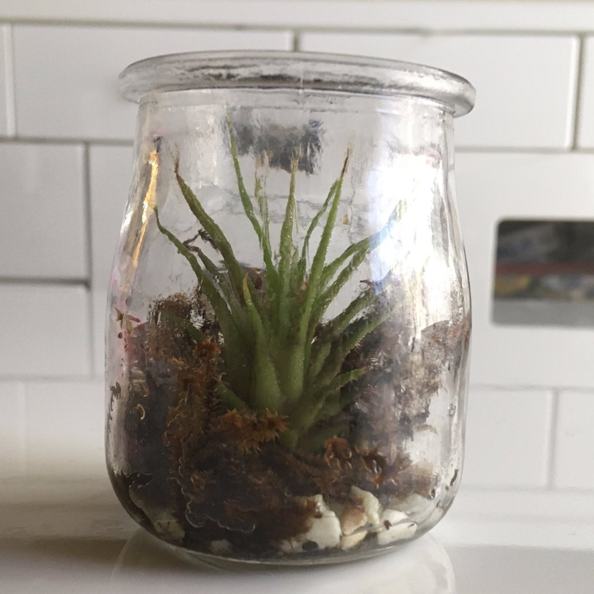 チランジアトリコロール