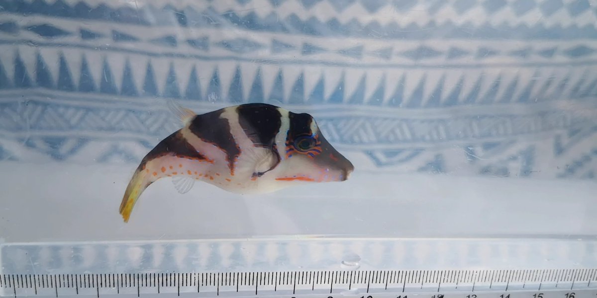 ルシオリ 海水魚採集 Rushiori Sea Twitter